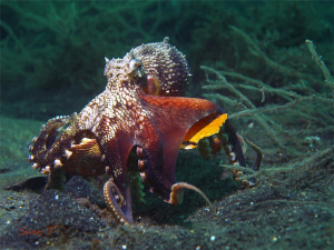 Moving! Coconut octopus by Sven Tramaux 